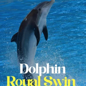 Excursion con delfines en Punta Cana Destiny Caribbean Tours