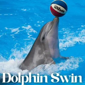 Dolphin swin adventure Punta Cana Destiny Caribbean Tours